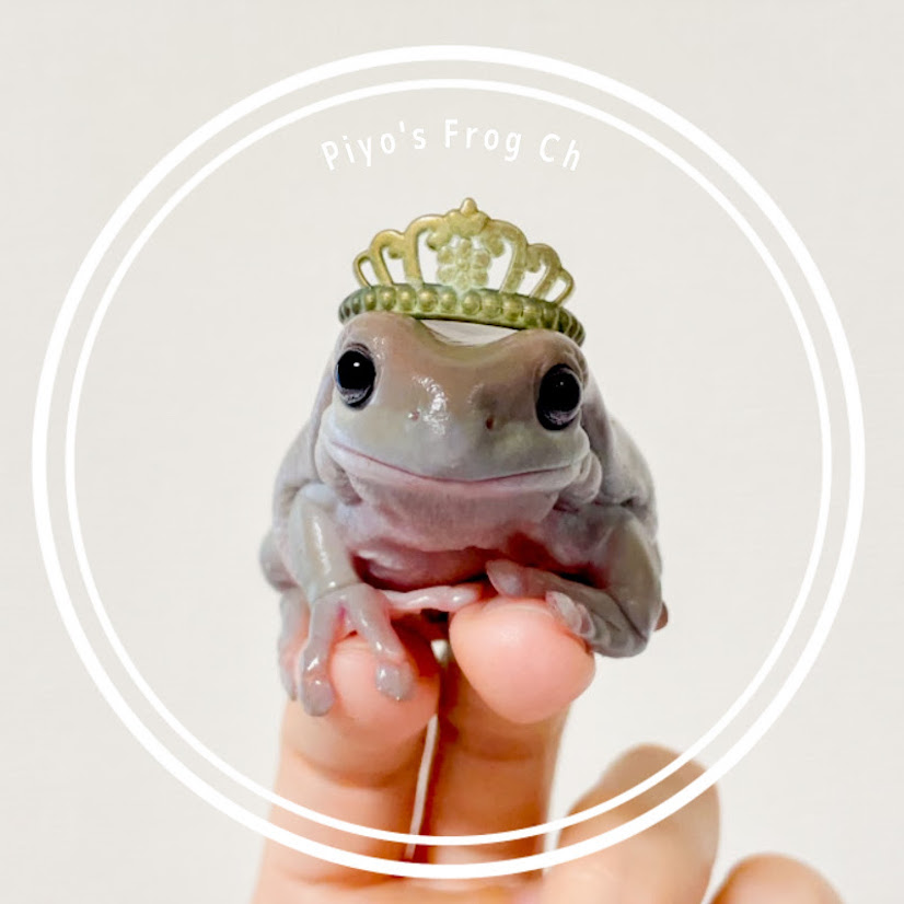 ぴよのカエルch